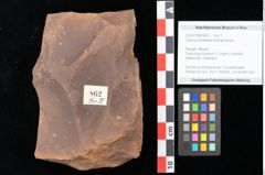 Foto (Objekt + Etikett) von Quercus palaeoilex Ettingshausen (NHMW-GEO-2024-0188-0862)